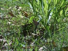 Pseudolycaena marsyas
