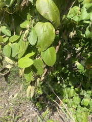 Helicteres baruensis