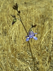 Conanthera trimaculata