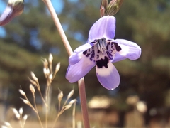 Conanthera trimaculata