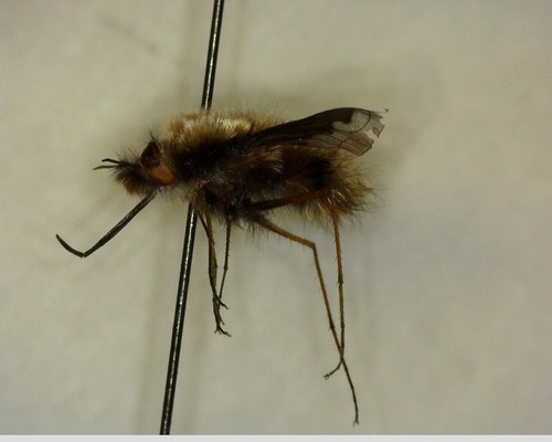 iNaturalist observation photo of Greater Bee Fly