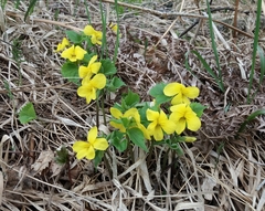 Viola uniflora