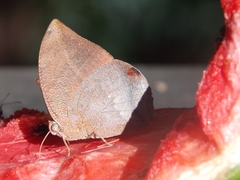 Fountainea ryphea