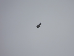 Geranoaetus albicaudatus