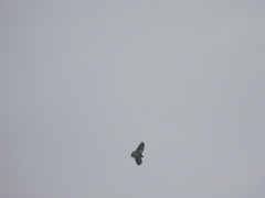Geranoaetus albicaudatus
