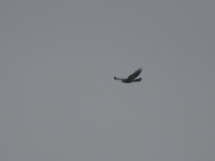 Geranoaetus albicaudatus