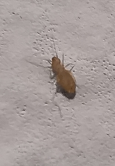 Liposcelididae