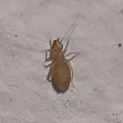 Liposcelididae