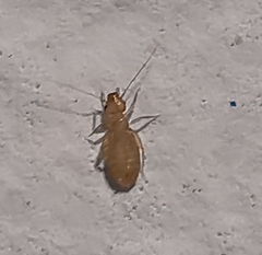 Liposcelididae