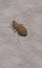 Liposcelididae