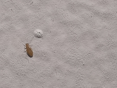 Liposcelididae