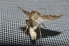 Dichagyris signifera