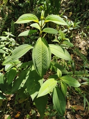 Miconia brachygyna
