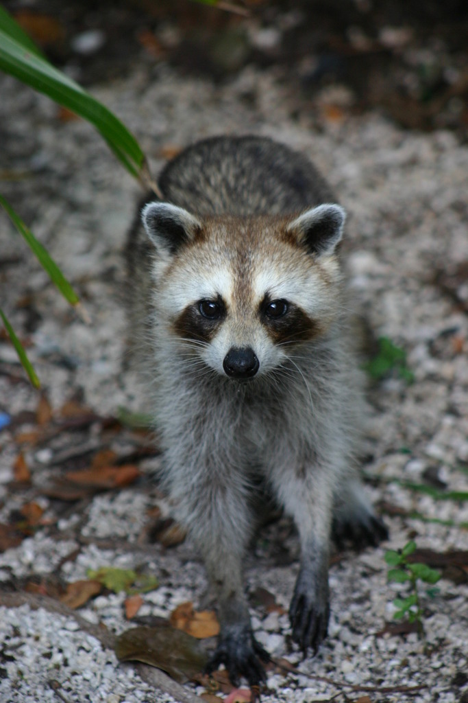 Key Raccoon in October 2008 by kerry_ross. Florida Keys Raccoon...... · iNaturalist
