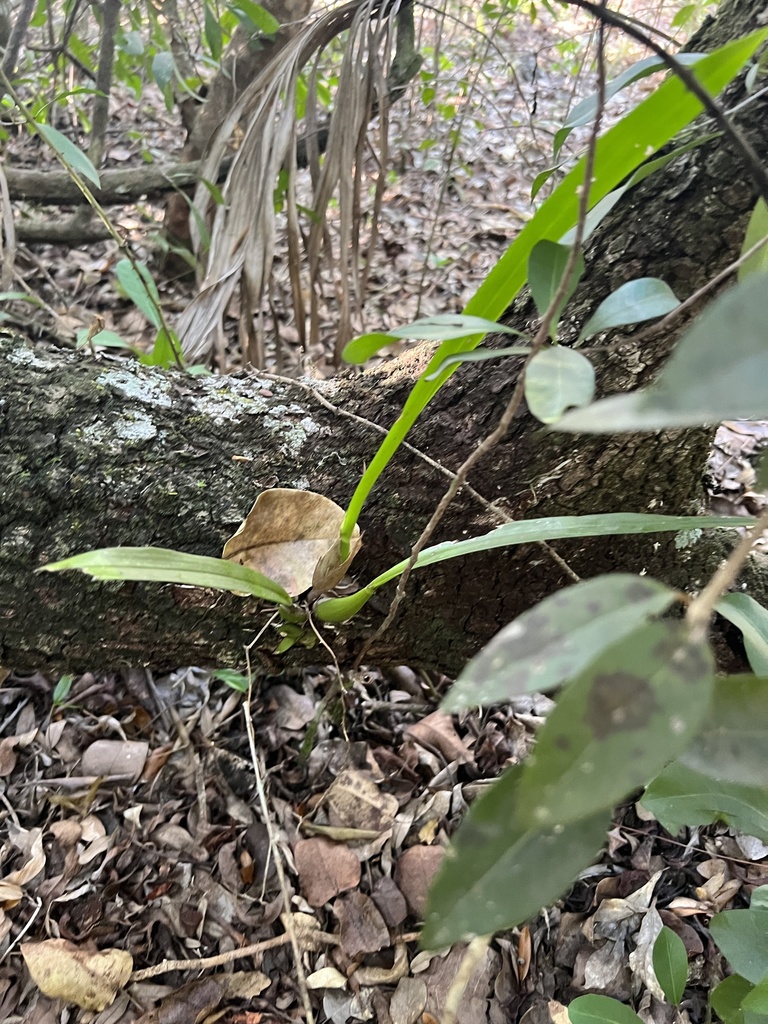 Clamshell Orchid in December 2021 by Sarah Wetterer · iNaturalist
