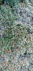 Selaginella dregei
