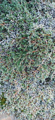 Selaginella dregei