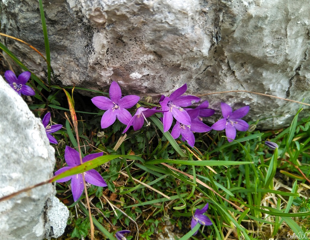 Campanilla vasca