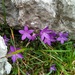 Orviedo Bellflower - Photo (c) David Ballesteros, some rights reserved (CC BY-NC), uploaded by David Ballesteros