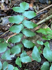 Adiantum petiolatum