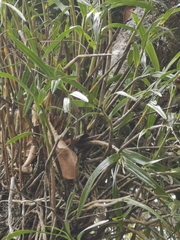 Epidendreae