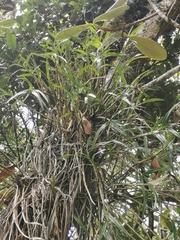 Epidendreae