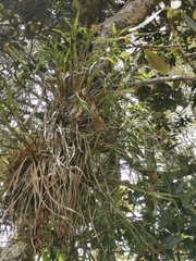 Epidendreae