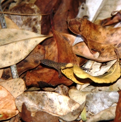 Sphaerodactylus difficilis