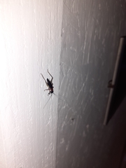 Cranistus colliurides