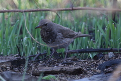 Turdus atrogularis
