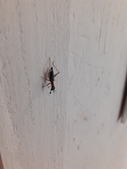 Cranistus colliurides