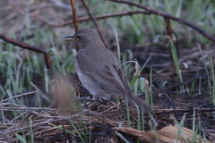 Turdus atrogularis