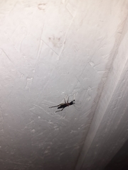 Cranistus colliurides