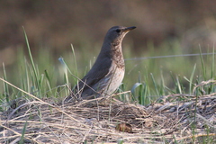 Turdus atrogularis