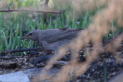 Turdus atrogularis