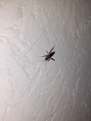 Cranistus colliurides