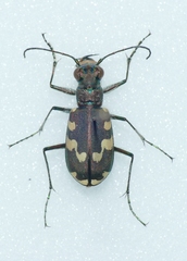 Cicindela maritima