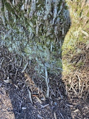 Lecanoromycetes