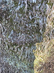Lecanoromycetes