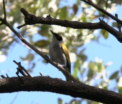 Phaenicophilus palmarum