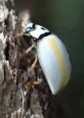 Oenopia divergens