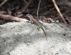 Leiocephalus personatus