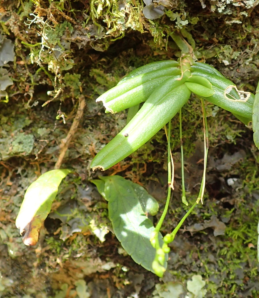 Angraecum sacciferum