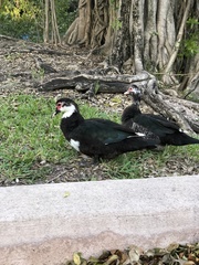 Cairina moschata domestica