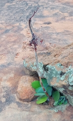 Kalanchoe thyrsiflora