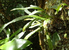 Polypodium ensiforme