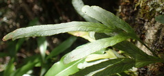 Polypodium ensiforme