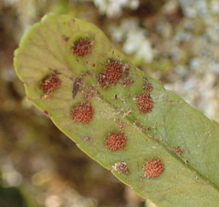 Polypodium ensiforme
