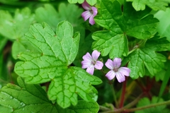 Geranium rotundifolium
