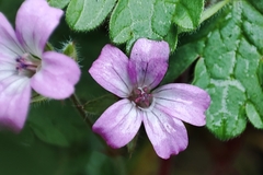 Geranium rotundifolium